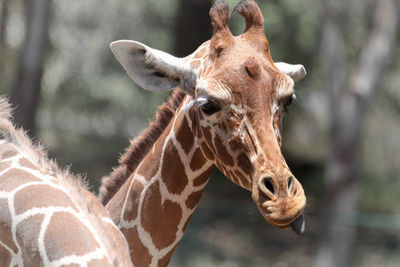 Close-up of giraffes