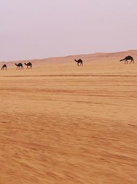 Beauty in the saudi desert