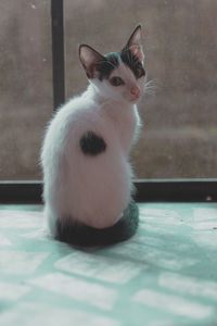 Portrait of cat sitting on floor