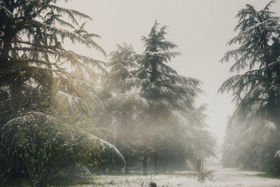 Trees on landscape against clear sky during winter