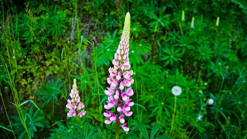 Close-up of flowers blooming outdoors