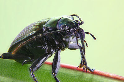 Close-up of insect on leaf against gray background