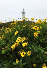 Yellow flowers growing by lighthouse against sky