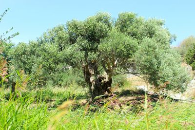View of a tree in forest