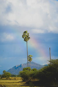 Plant growing on land against sky