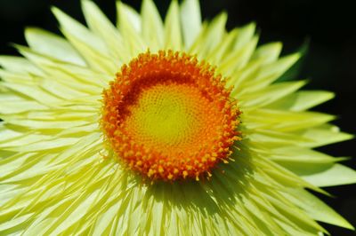 Macro shot of yellow daisy flower blooming outdoors