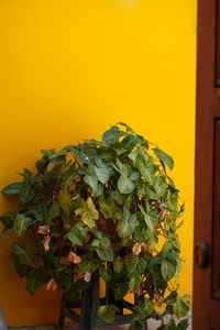 Close-up of yellow potted plant against orange door