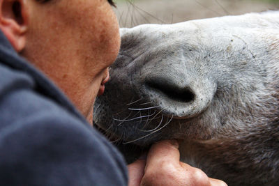 Cropped image of woman kissing horse