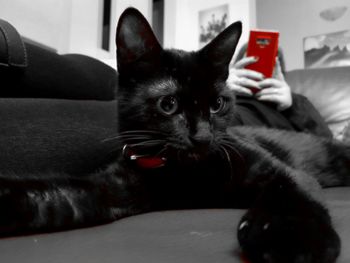 Portrait of cat relaxing on sofa at home