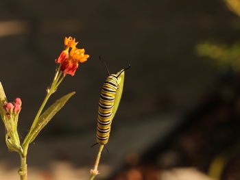 Close-up of insect on plant