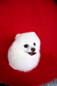 Close-up portrait of a dog against red background