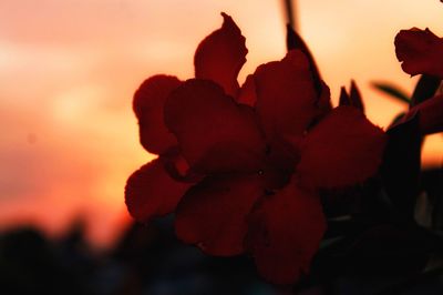 Close-up of flower against sky during sunset