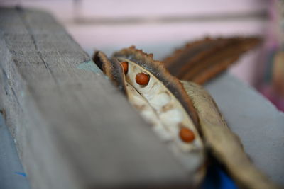 Close-up of lizard