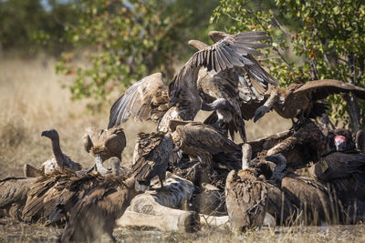 Flock of vultures scavenging on a field