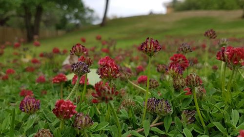 Close-up of red flowers in garden