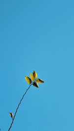 Low angle view of flowers against clear blue sky