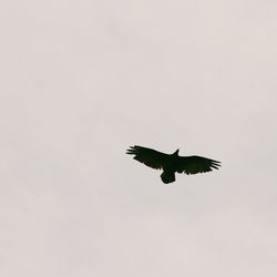 Low angle view of eagle flying against clear sky