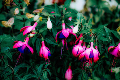 Close-up of pink flowering plants