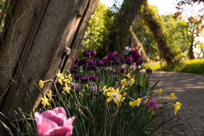 Close-up of purple crocus flowers in park