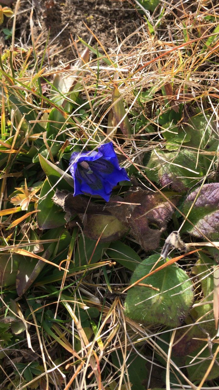 HIGH ANGLE VIEW OF WILTED FLOWER ON FIELD