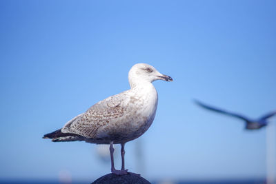 Low angle view of seagull perching against clear blue sky