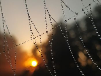 Close-up of wet spider web against sky during sunset