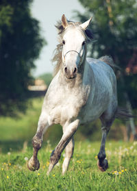 Close-up of a horse on field