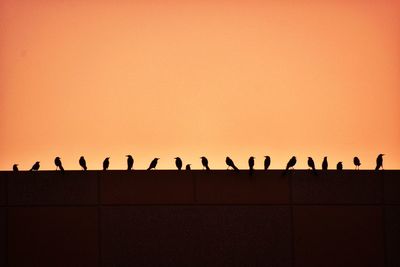 Flock of birds perching on wall