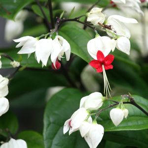 Close-up of white flowers blooming outdoors