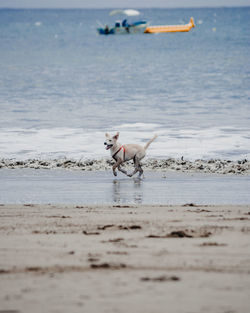 Side view of dog running on shore at beach