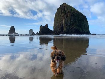 Dog on beach against sky