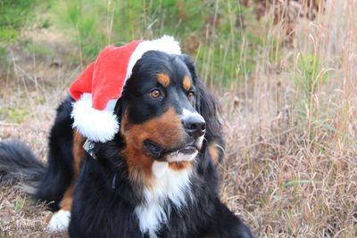 Close-up of dog looking away