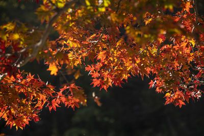 Close-up of maple leaves on tree during autumn
