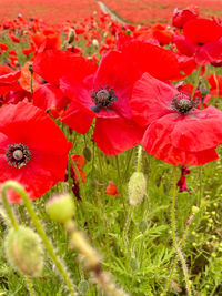 Close-up of red poppy flowers on field