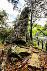 Low angle view of trees in forest against sky