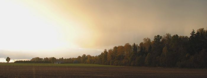 Trees on field against sky during sunset