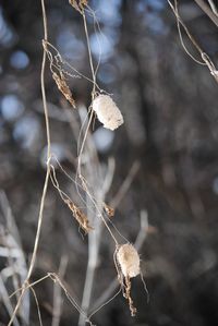 Close-up of dried spider web on plant