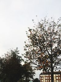 Low angle view of trees against sky