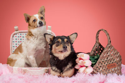 Portrait of dog sitting in basket