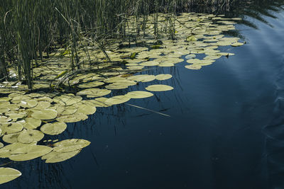 Water lily in lake