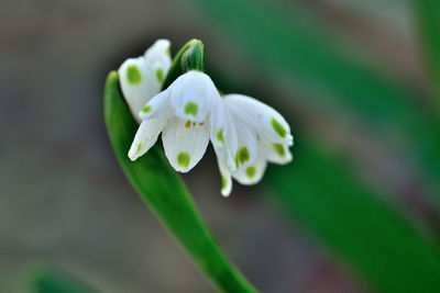 Close-up of white flower