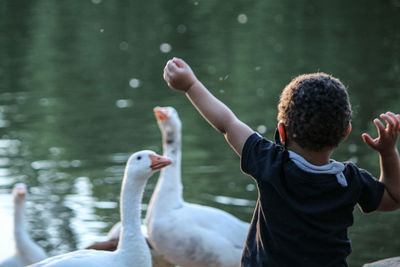Rear view of boy against ducks in lake