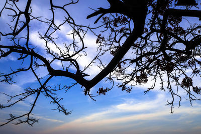 Low angle view of silhouette bare tree against sky