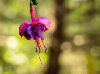 Close-up of pink flowering plant