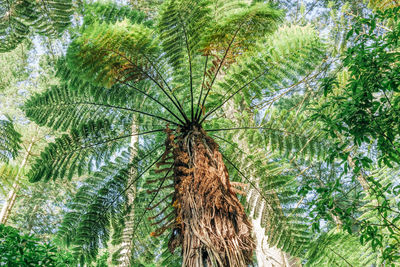 Low angle view of palm tree in forest
