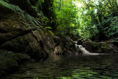 River flowing through rocks in forest