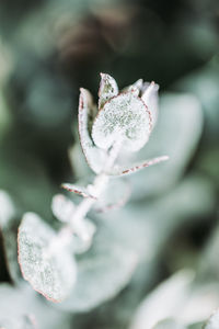 Close-up of white flowering plant