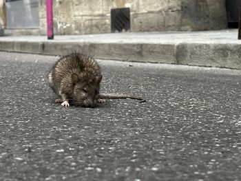 animal