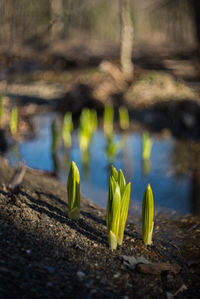 Plant growing in water