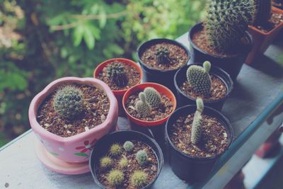 High angle view of potted plants on table